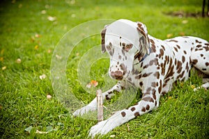 Sweet cute labrador dog puppy lying on a green meadow and chewing on a branch stick.Dalmatian walking outdoor. Cute dog