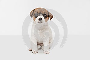 Sweet cute little puppy of Jack Russell dog isolated on white background.