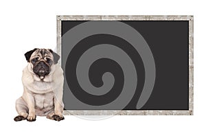 Sweet cute pug puppy dog sitting down next to blank blackboard sign, isolated on white background