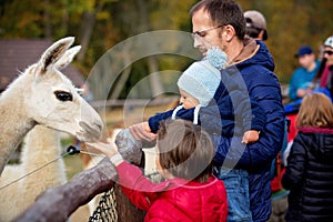 Sweet cute toddler child, feeding lama on a kids farm