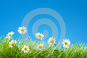 Sweet Daisies in Grass with Blue Sky Copy Space
