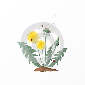 Sweet dandelion vector pattern design. Surface pattern design. Great for summer vintage fabric, wallpaper, giftwrap, scrapbooking.