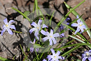 Sweet, delicate flowers with pale purple petals and a yellow center.