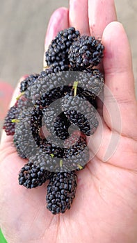 Sweet and delicious wildberry fruits