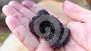 Sweet and delicious wildberry fruits