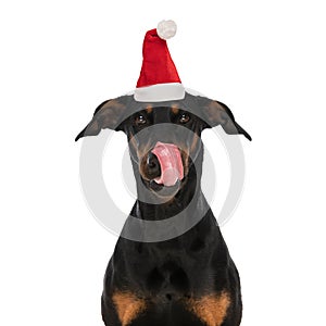 Sweet dobermann dog sticking out tongue and licking nose