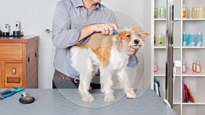 Sweet Dog Grooming