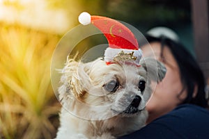 Sweet dog with santa claus hat look something