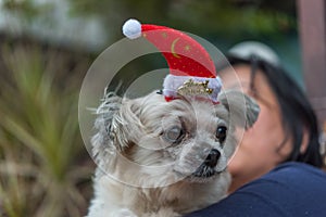 Sweet dog with santa claus hat look something