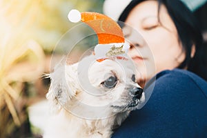 Sweet dog with santa claus hat look something