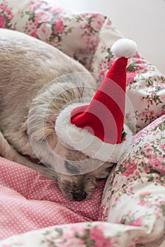 Sweet dog with santa claus hat look something