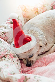 Sweet dog with santa claus hat look something