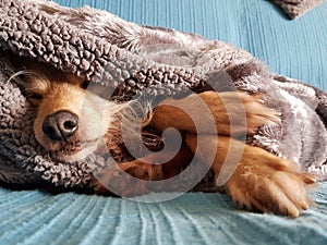 Sweet Dog sleeping covered with blanket