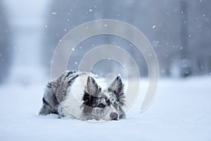 Sweet dog in the snow in winter. Portrait of a Border Collie in nature park