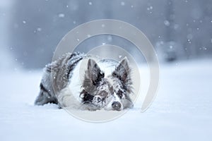 Sweet dog in the snow in winter. Portrait of a Border Collie in nature park