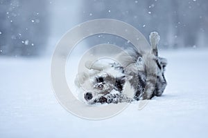 Sweet dog in the snow in winter. Portrait of a Border Collie in nature park