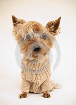 sweet doggy yorkshire terrier