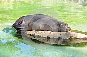 Sweet dream seal