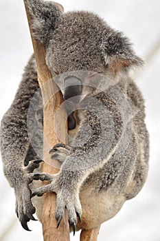 Koala Dreaming