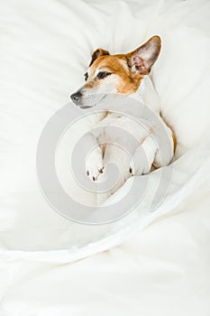 Sweet dreams adorable dog lying on white bed sheets.