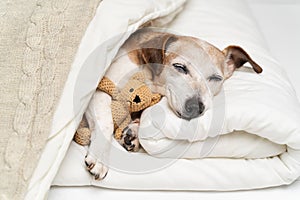 sweet dreams. Sleeping dog face with closed eyes cuddling with bear toy