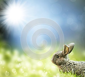 Sweet Easter bunny in the spring meadow