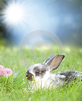 Sweet Easter bunny in the spring meadow