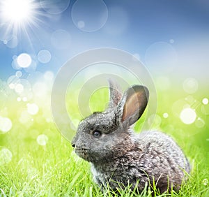 Sweet Easter bunny in the spring meadow