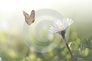 Sweet encounter between a butterfly and a flower in the middle of nature