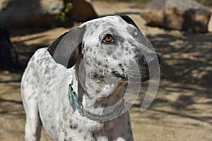 Sweet Face of a Cunucu Dog With Different Color Eyes