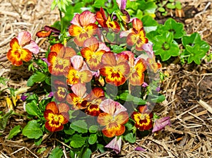 the sweet face of a garden pansy