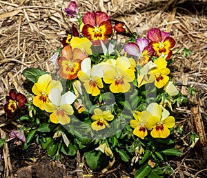 the sweet face of a garden pansy