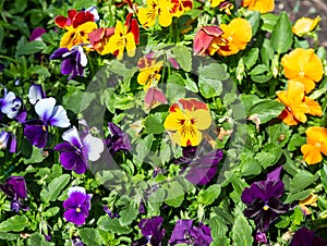 the sweet face of a garden pansy