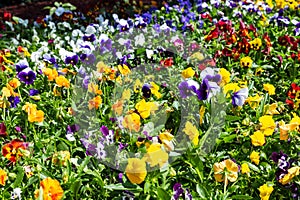 the sweet face of a garden pansy