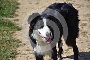 Sweet Faced Border Collie Taking a Rest from Herding