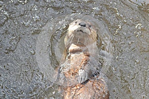 Sweet Faced River Otter Floating on his Back