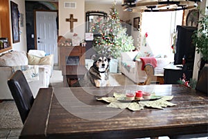 Sweet Family Dog in Living Room of Home Decorated for Chirstmas