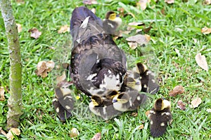 Sweet Family, Mom Duck and Kids