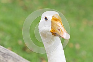 Sweet Family, Mom Duck and Kids