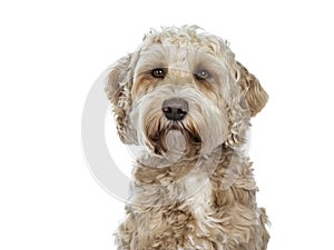 Sweet female adult golden Labradoodle dog, Isolated on a white background.