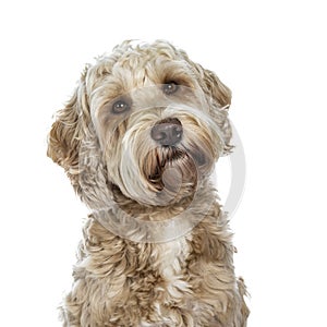 Sweet female adult golden Labradoodle dog, Isolated on a white background.