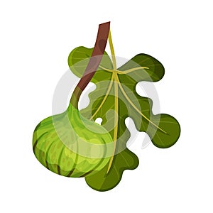 Sweet Fig Fruit with Thin Skin Hanging From Tree Branch Vector Illustration