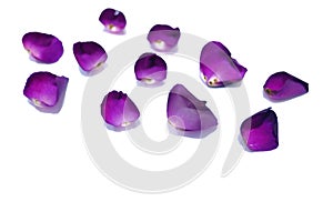 A pile of purple rose corollas on white isolated background photo