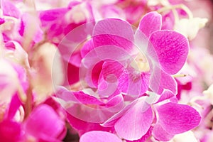 Sweet floral background, Purple orchid flower with soft focus.