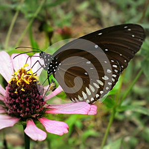 Sweet flower and butterfly