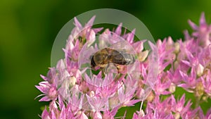 Sweet flower in honeyed bee honey.