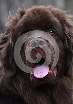 Sweet Fluffy Brown Furred Newfoundland Dog Looking Cute