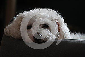 Sweet Fluffy White Dog Face Looking at You - Bichon - Canine - Canis familiaris