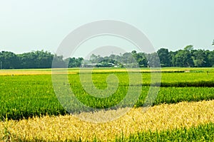 The sweet fragrance of ripe rice and the laughter of the farmers