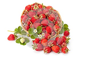Sweet, fragrant strawberries in a wicker basket